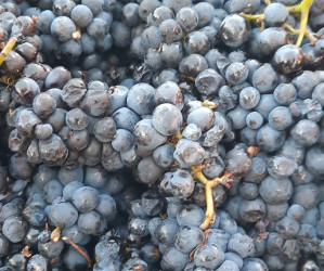 Harvest News & Events!