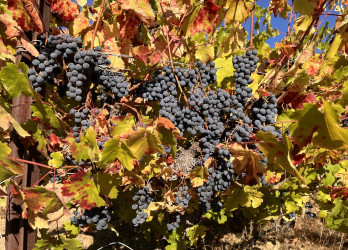 October News, Specials & Events!