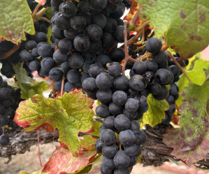 November News, Specials & Events!