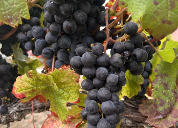 November News, Specials & Events!