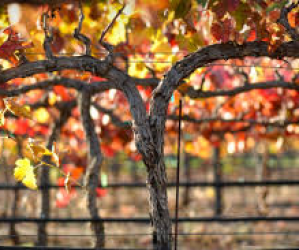 Happy Fall in the Vineyard!